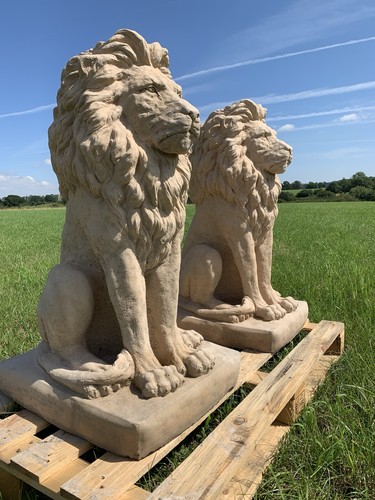 Large proud lion - proud, heavy